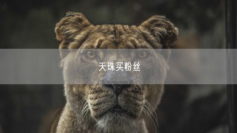 天珠买粉丝