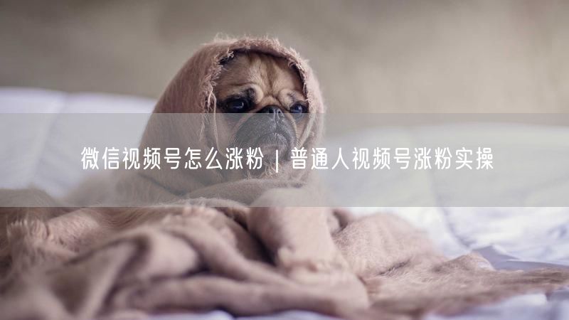 微信视频号怎么涨粉｜普通人视频号涨粉实操